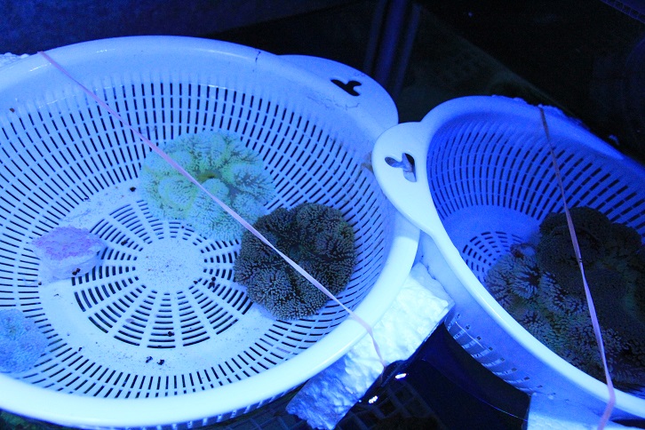 ハタゴイソギンチャク パープル ブログ 新着情報 有限会社 マリンシアター 水族館イベントプロデュース 水槽リース