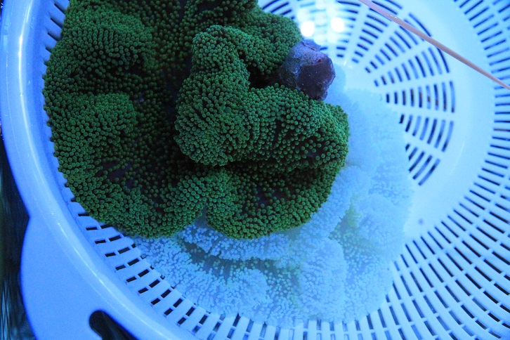 ハタゴイソギンチャク パープル ブログ 新着情報 有限会社 マリンシアター 水族館イベントプロデュース 水槽リース