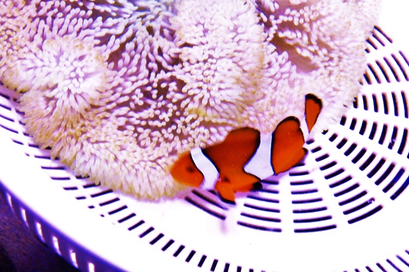 にーもにもの画像