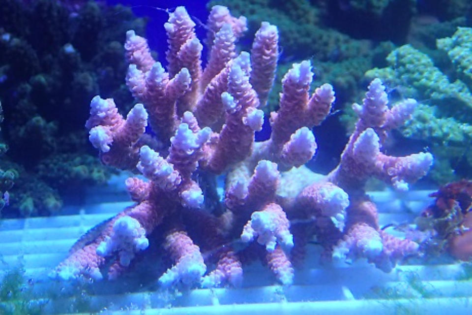 一皮むけましたの画像