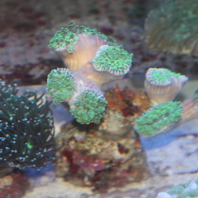 サンゴも沢山入荷中。の画像