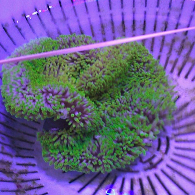 ハーターゴーがーの画像