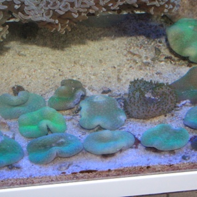 ハロウィン近し！！の画像