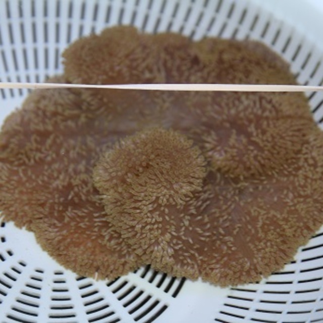 はたごんの画像