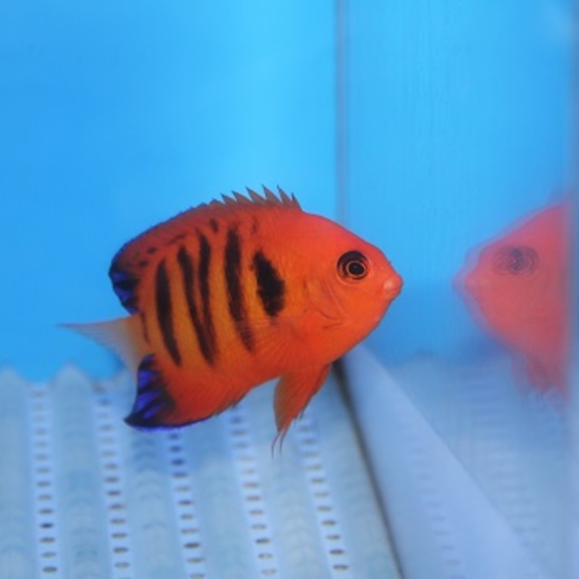 サンゴ君、豹変！！の画像