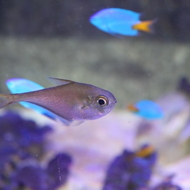 今日は珍しく魚が！の画像