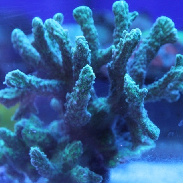 今日も入荷がありました。の画像