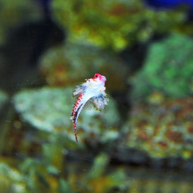 今日は来た！の画像