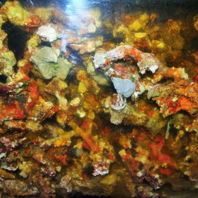 ライブロックが　来た！の画像