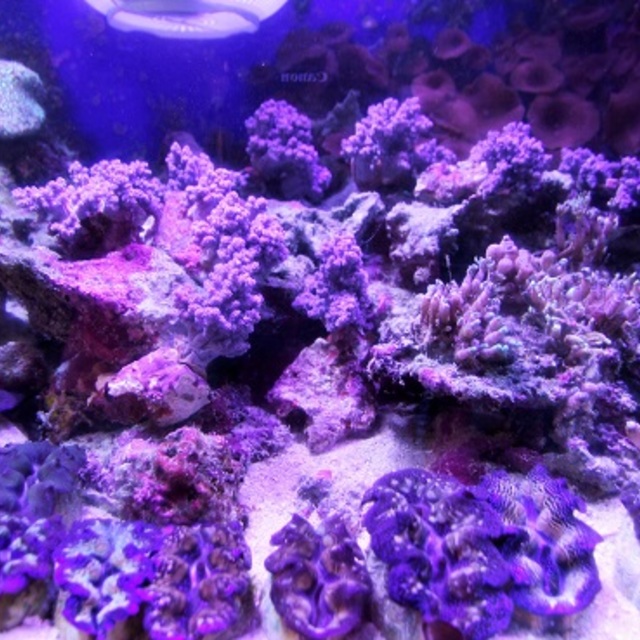 今日はソフト！！の画像