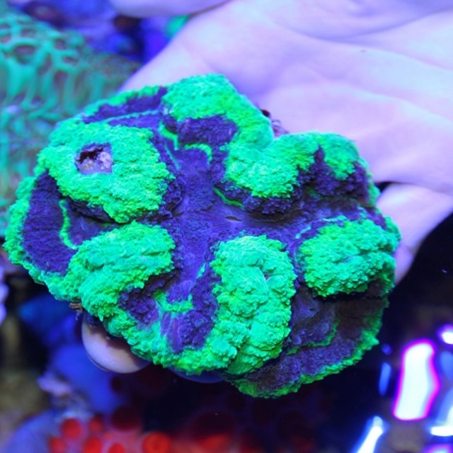 いろいろ入荷しています。の画像