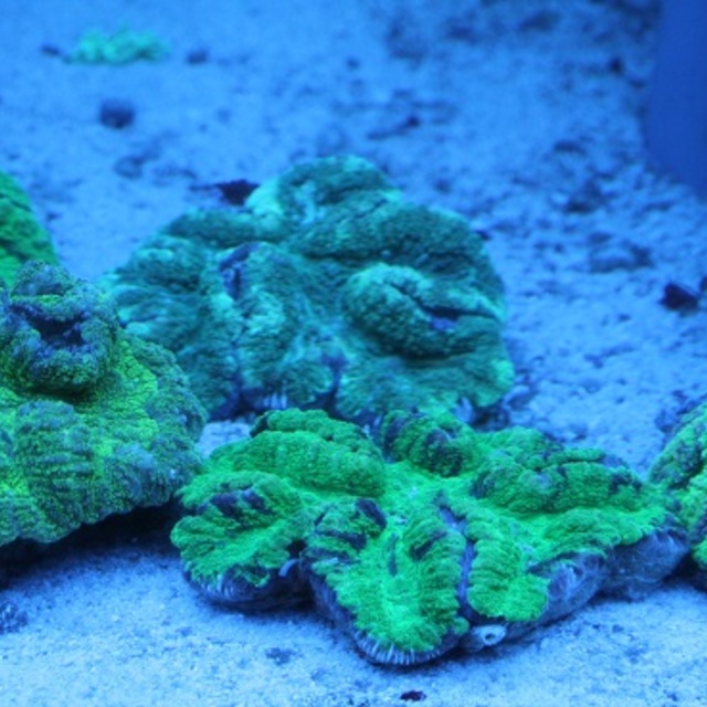 ふぃっしゅの画像