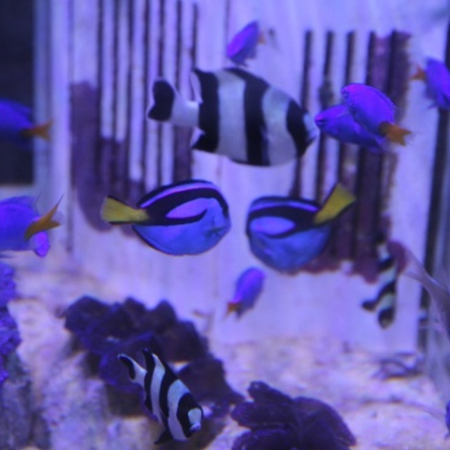 キャンペーン！！の画像