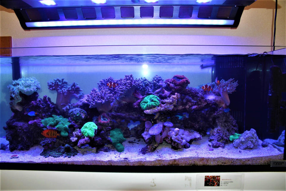 クリニックt様オーダーメイド水槽 水槽レンタル リース 実績事例 有限会社 マリンシアター 水族館イベントプロデュース 水槽リース