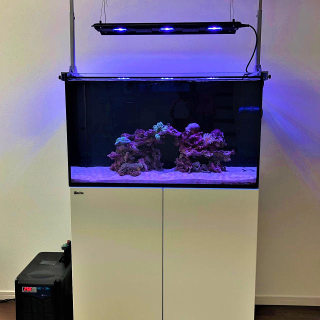 個人宅T様レッドシー水槽の画像