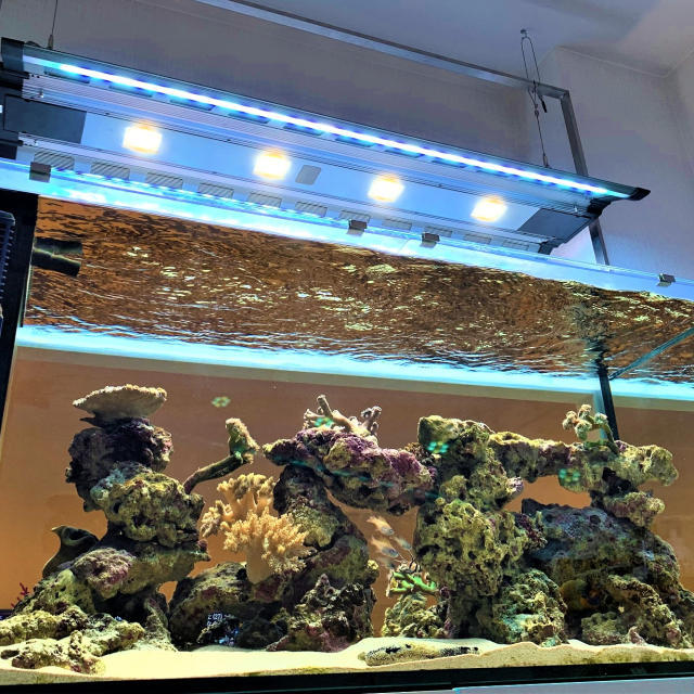 個人宅U様レッドシー水槽の画像