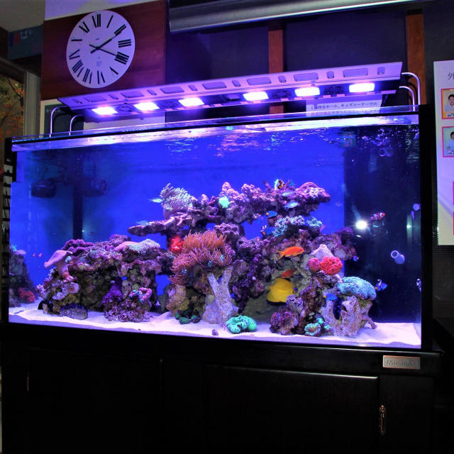 産婦人科M様オーダーメイド水槽の画像