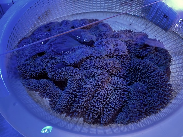 ハタゴイソギンチャクの画像