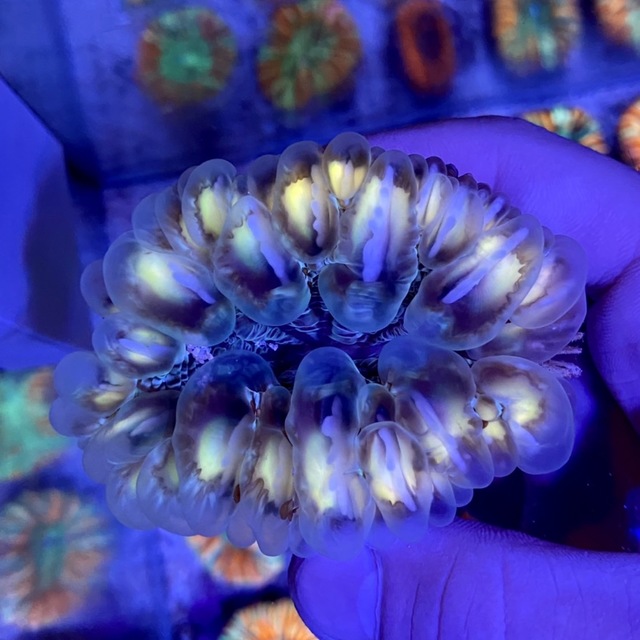 ☆コハナガタサンゴ☆の画像