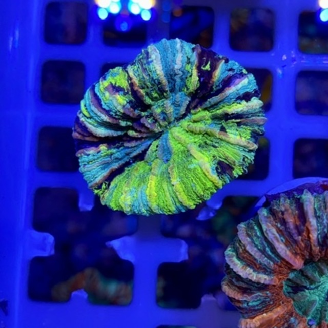 オオバナサンゴ✨スーパーグリーンの画像
