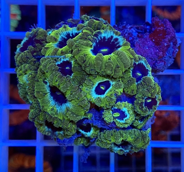 オオタバサンゴ激レアカラー大量入荷しました🌟 | お知らせ | 新着情報