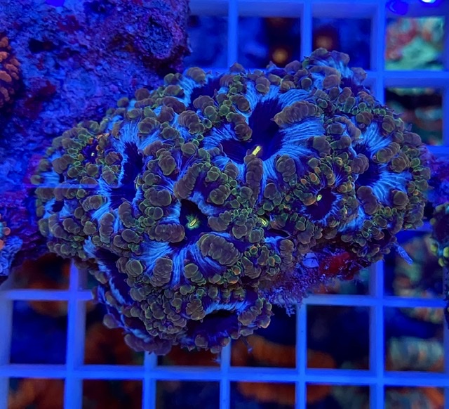 オオタバサンゴ激レアカラー大量入荷しました🌟 | お知らせ | 新着情報