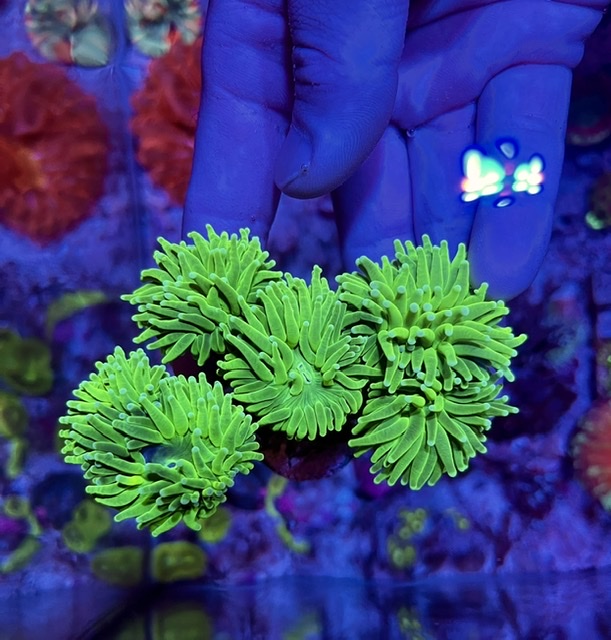 ツツマルハナサンゴ入荷しました? | お知らせ | 新着情報 | 水族館 