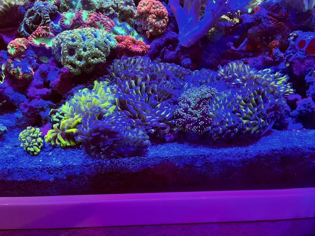 水槽レイアウトリニューアル致しました🌟の画像