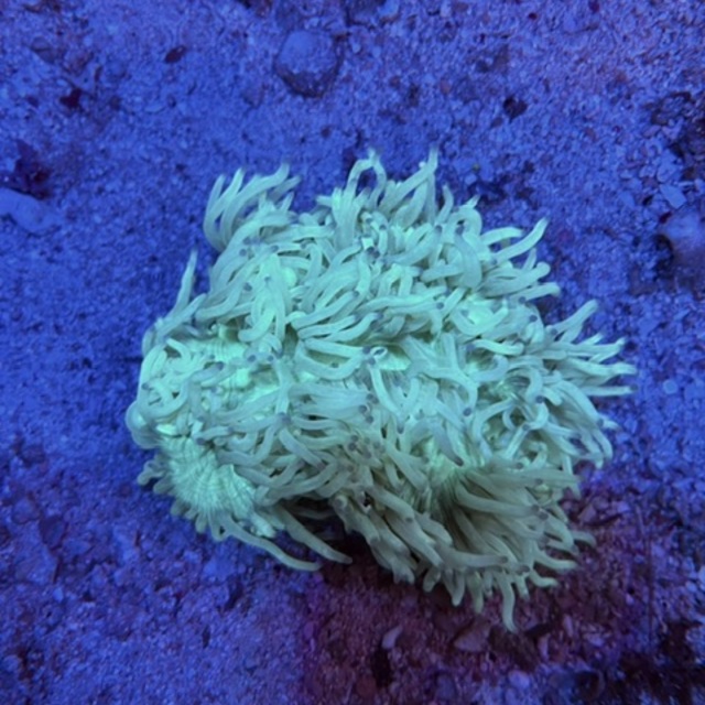 トランペットコーラル入荷しました お知らせ 新着情報 有限会社 マリンシアター 水族館イベントプロデュース 水槽リース