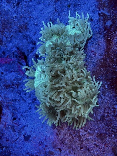 トランペットコーラル入荷しました お知らせ 新着情報 有限会社 マリンシアター 水族館イベントプロデュース 水槽リース