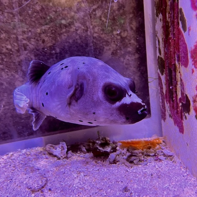 コクテンフグ入荷しました🌟の画像