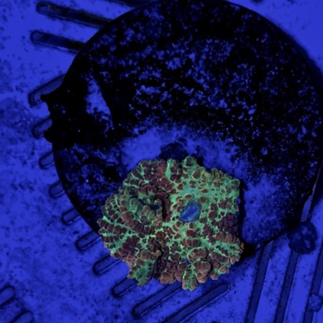 激美ディスクコーラル入荷しました🌟の画像