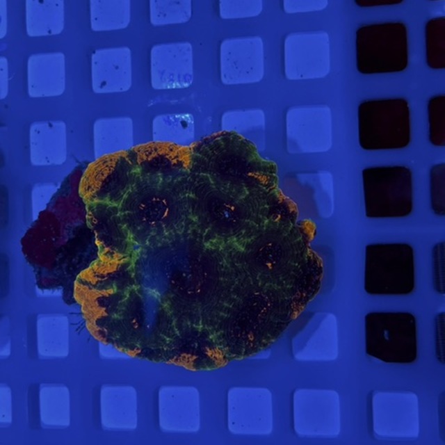 激美キクメイシ入荷しました🌟の画像