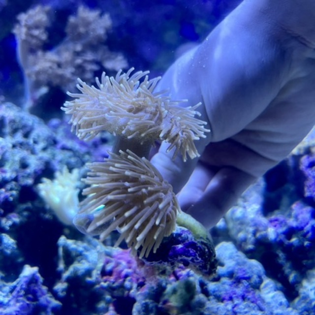 ウミキノコ入荷しました🌟の画像