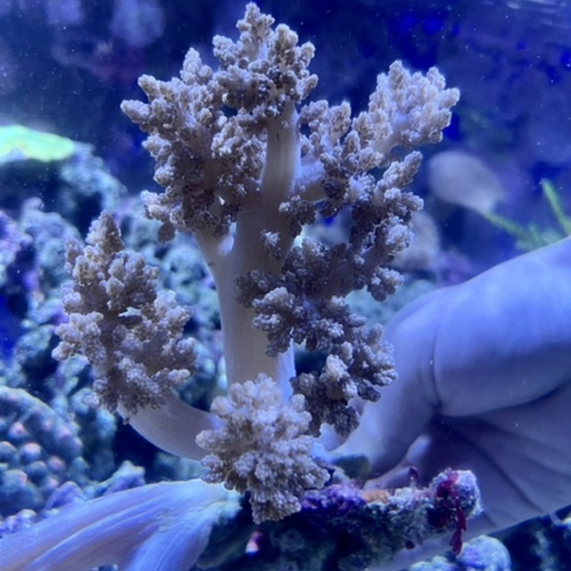 チヂミトサカ入荷しました🌟の画像