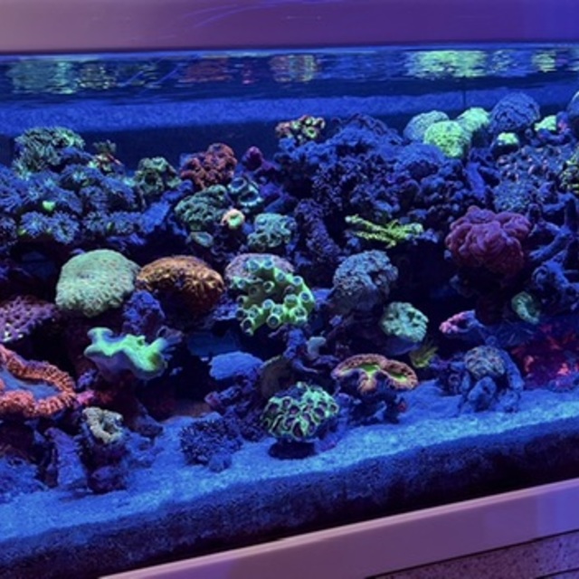 ライブロック組み直しました🌟の画像