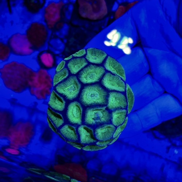 カメノコキクメイシ入荷しました🌟の画像