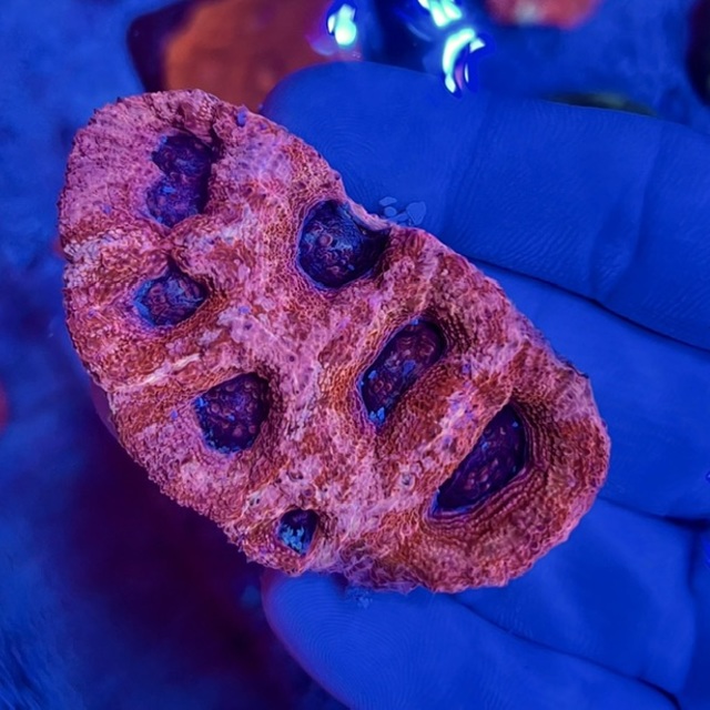 オオトゲキクメイシボアバンギー入荷しました🌟の画像