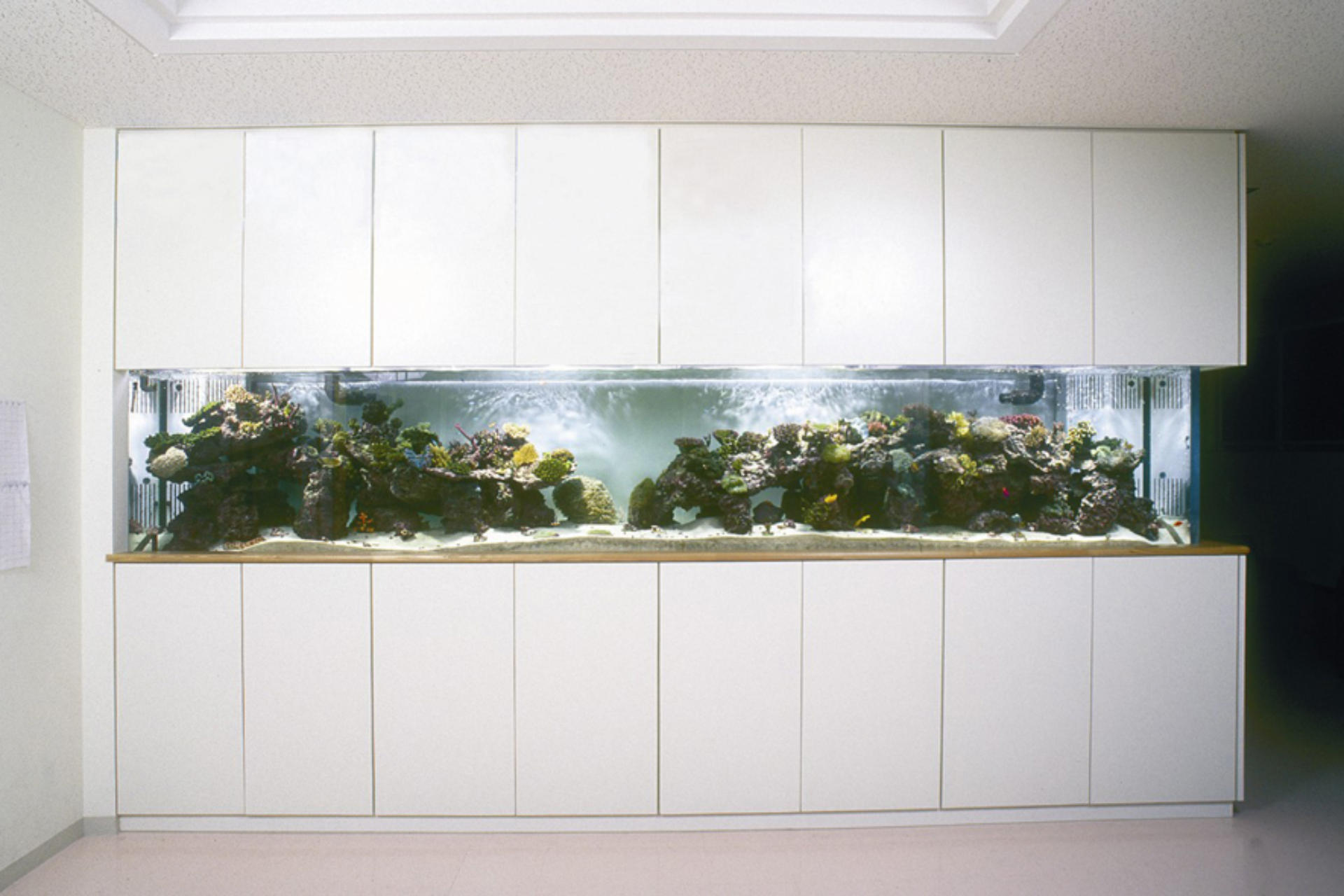 水槽レンタル・リース画像2