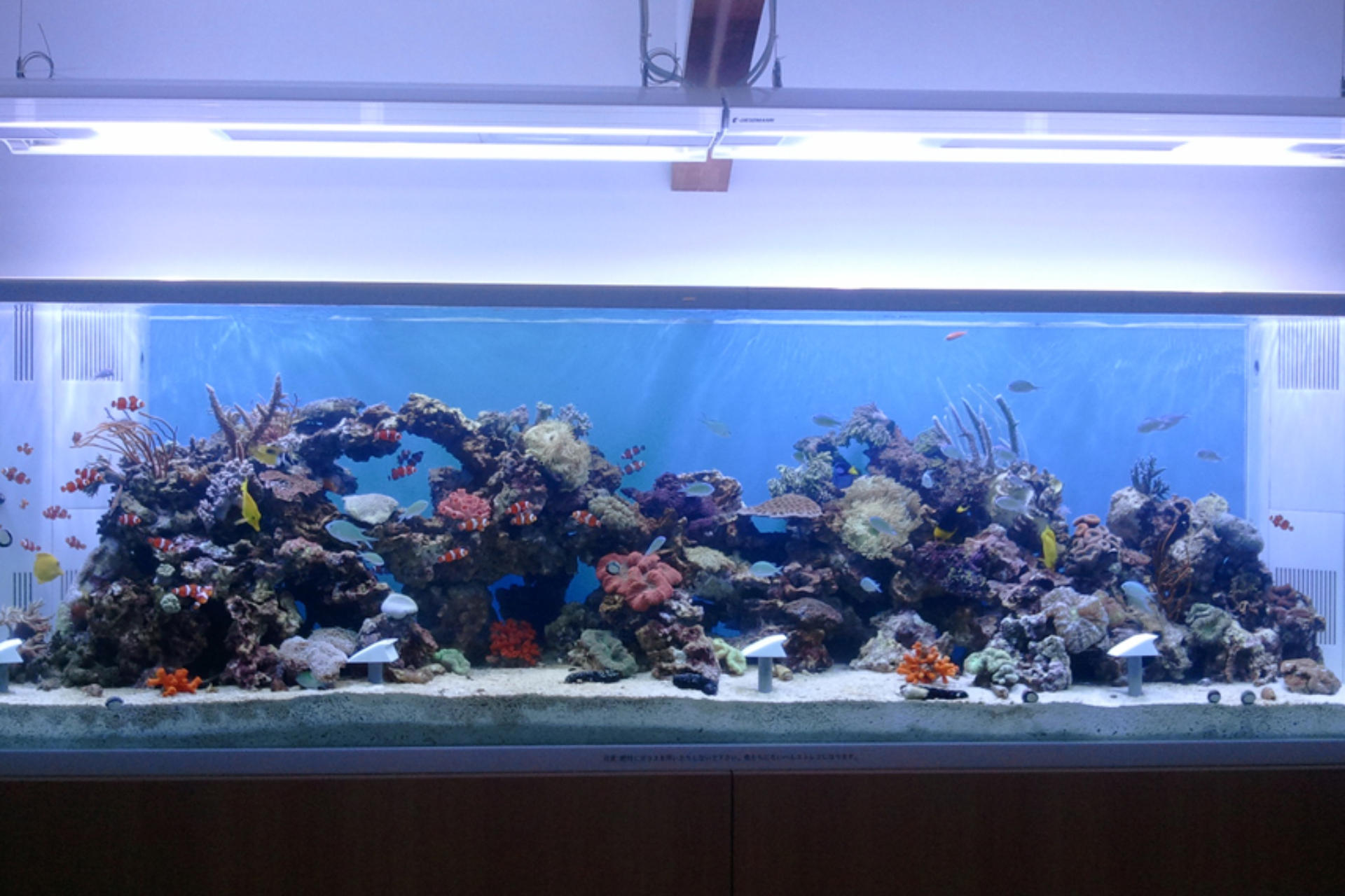 水槽設備・生体販売画像2