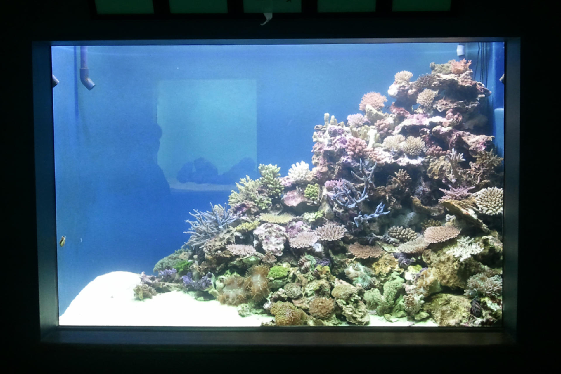 水槽設備・生体販売画像3